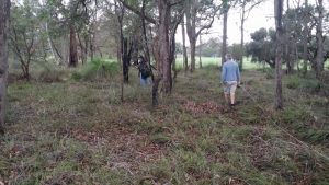 Officer from Landcare SJ setting up flora quadrat at Serpentine , Western Australia