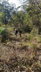 Officers from Landcare SJ and Shire of serpentine-Jarrahdale setting up quadrat at Duckpond Reserve, Mundijong, Western Australia