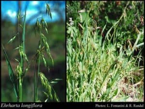 photos of veldt grass