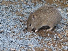 bandicoot photo