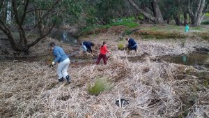 volunteers planting at Beenyup Brook, Western Australia 2016