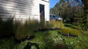 Sedges ready for planting in their plastic tube stock trays.