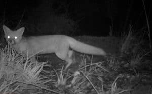 camera captures picture of fox at night