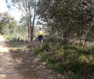 Spraying phosphide on to control dieback 