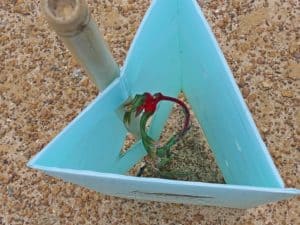 kangaroo paw flowerSuccess! Just 6 weeks after planting these seedlings are in flower.