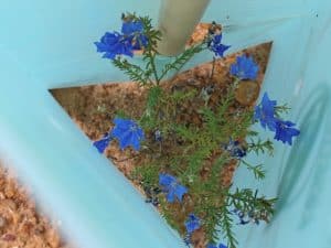 blue leschaneultia flower inside a tree guard