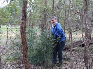 woman removing weedy wattle species