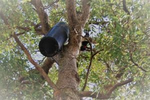 Red Tailed Black Cockatoo inspecting an artificial nesting box outside the Landcare SJ office in Mundijong. 