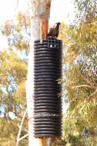 A black cockatoo on top of a cockatube