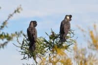 Two Carnaby's Cockatoos sitting in a tree