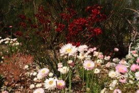 Everlastings and kangaroo paws