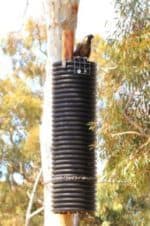 Carnaby's Cockatoo sitting on top of a Landcare SJ Cockatube ( artificial hollow)