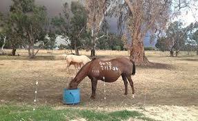 horse eating from bucket