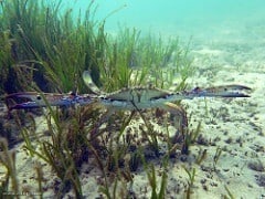 blue swimmer crab
