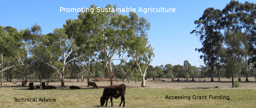 Cattle at Mardella, Western Australia