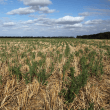 Fleabane_