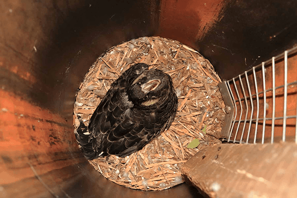 Carnaby's Cockatoo nestling approximately 7 weeks old in atrificial hollow