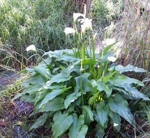 arumlily