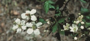blackberry