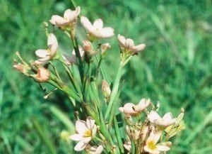capetulip