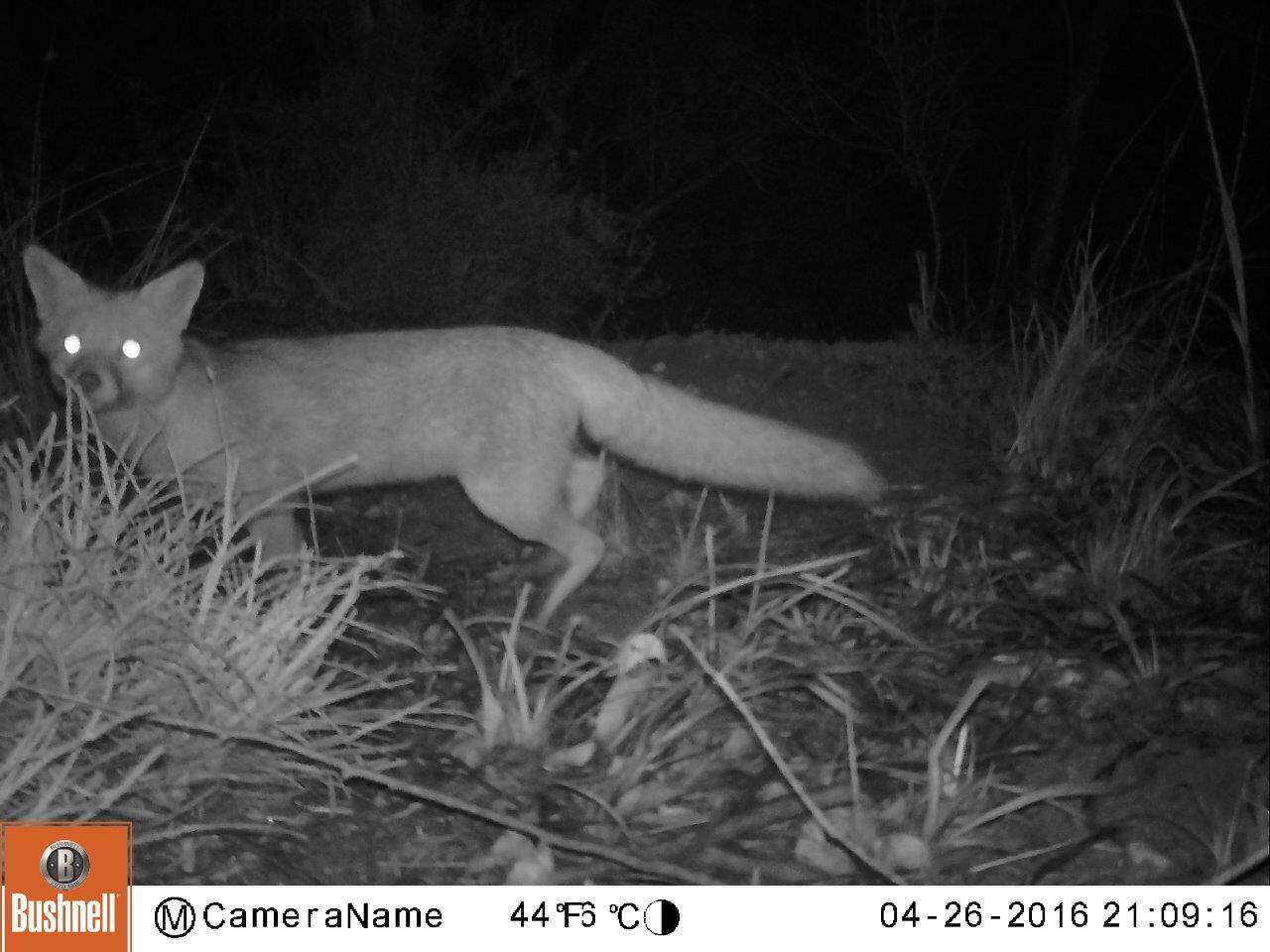 fox at night caught on infra red camera