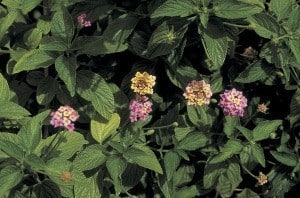 lantana