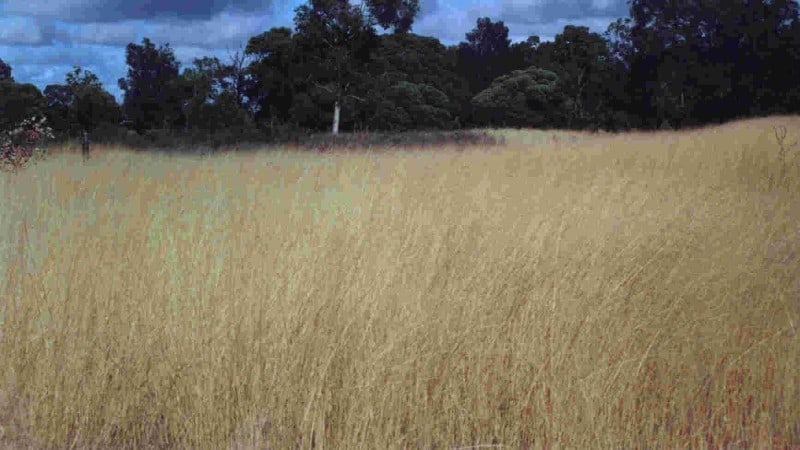 lovegrass