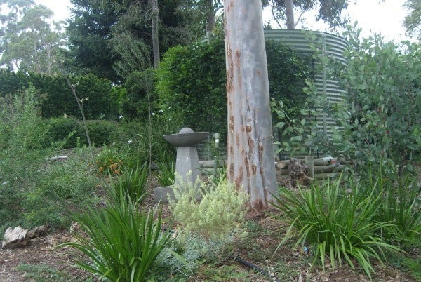 Western Australian native plants in a Byford garden Western Australia
