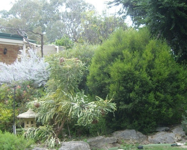 Western Australian plants growing in agarden
