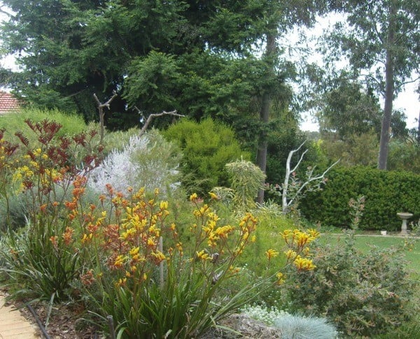 native plants in agarden in Byford, Western Australia