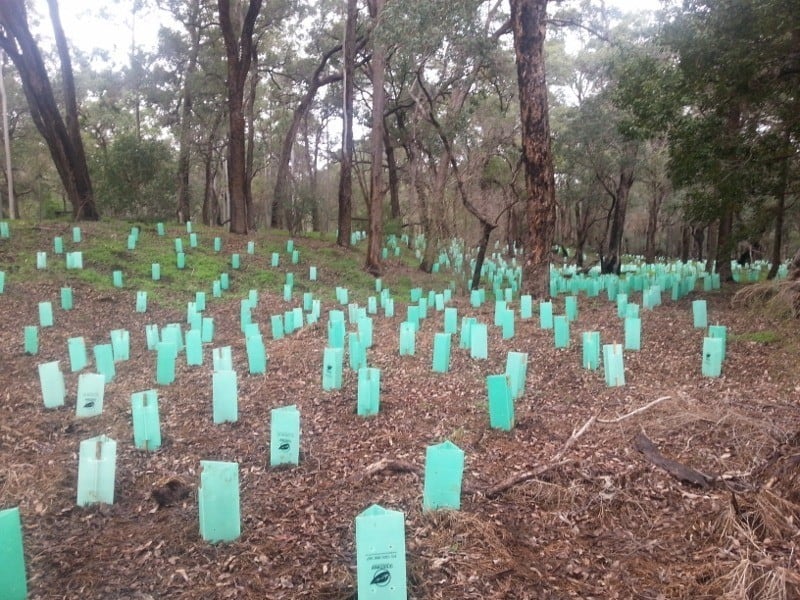 Federation Park Serpentine July 2014 after planting