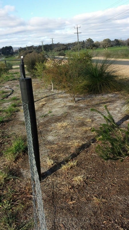 Local native plants on a verge in Serpentine Western Australia