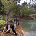 monks planting native sedges to create wetlands