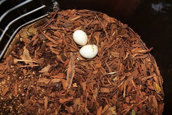 Two Carnaby's Black Cockatoo eggs in Cockatube, chick emerging from one egg
