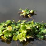 Water hyacinth