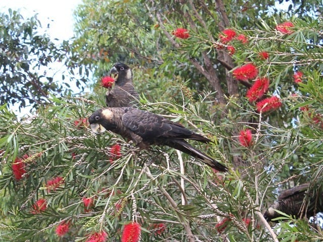 Baudins black cockatoo in red bottle brush tree