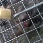 possum in trap