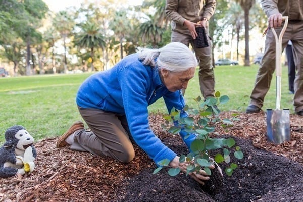 Jane Goodall planting extremely rare hybrid Eucalyptus x mundijongensis at Saw Avenue Picnic Area, Kings Park, Perth