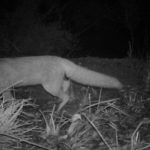 camera captures picture of fox at night