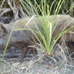 A feral pig