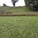 Water Hyacinth in Keralup