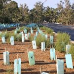 stinkweed growing amongst seedlings planted 2017 at Byford Scout Reserve