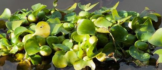 water hyacinth