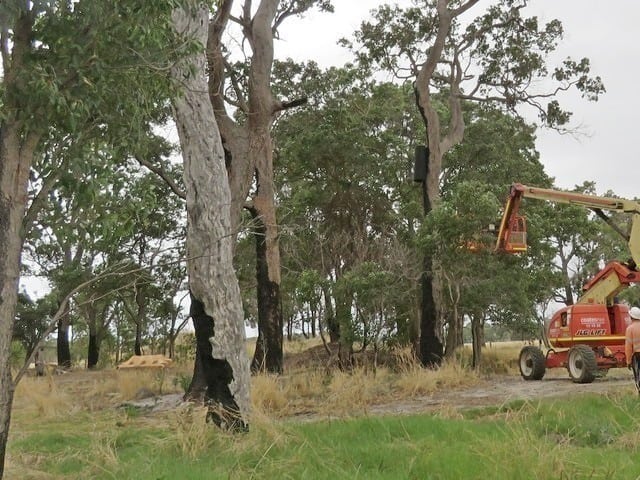 Artificial nest box for Black cockatoos being installed in trees in Waroona Western Australia