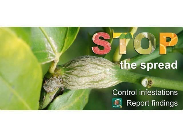 banner showing gall wasp infestation of citrus branch