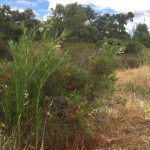 cooton bush growing by the road