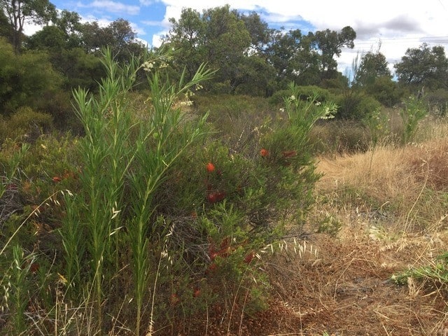 cooton bush growing by the road