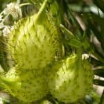 narrow leaf cotton bush