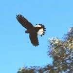 Carnabys cockatoo flying
