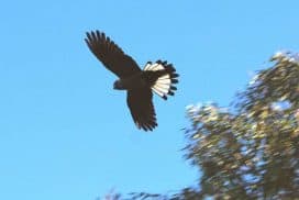 Carnabys cockatoo flying